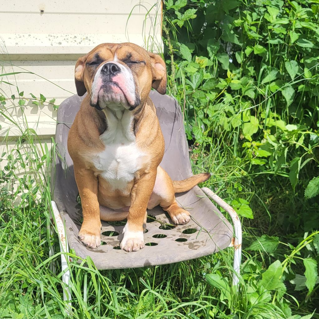 De L'Etoile Filante De Gaïa - Chiot disponible  - Bulldog continental