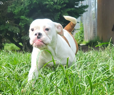 De L'Etoile Filante De Gaïa - Bulldog continental - Portée née le 08/10/2023