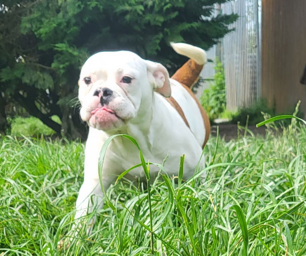 De L'Etoile Filante De Gaïa - Chiot disponible  - Bulldog continental