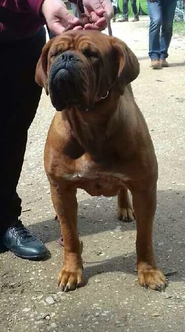 Nefertiti De l'Empire d'Idefix