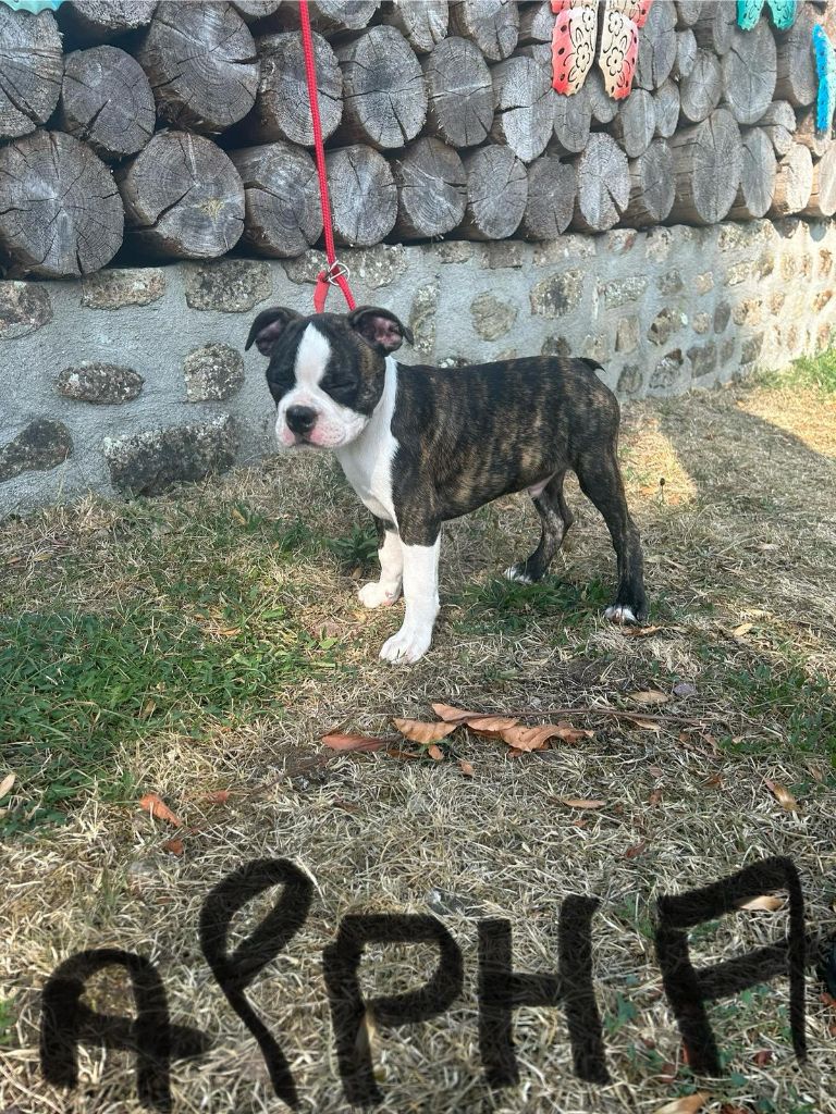 De L'Etoile Filante De Gaïa - Chiots disponibles - Boston Terrier