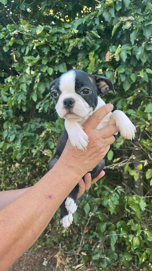 De L'Etoile Filante De Gaïa - Chiots disponibles - Boston Terrier