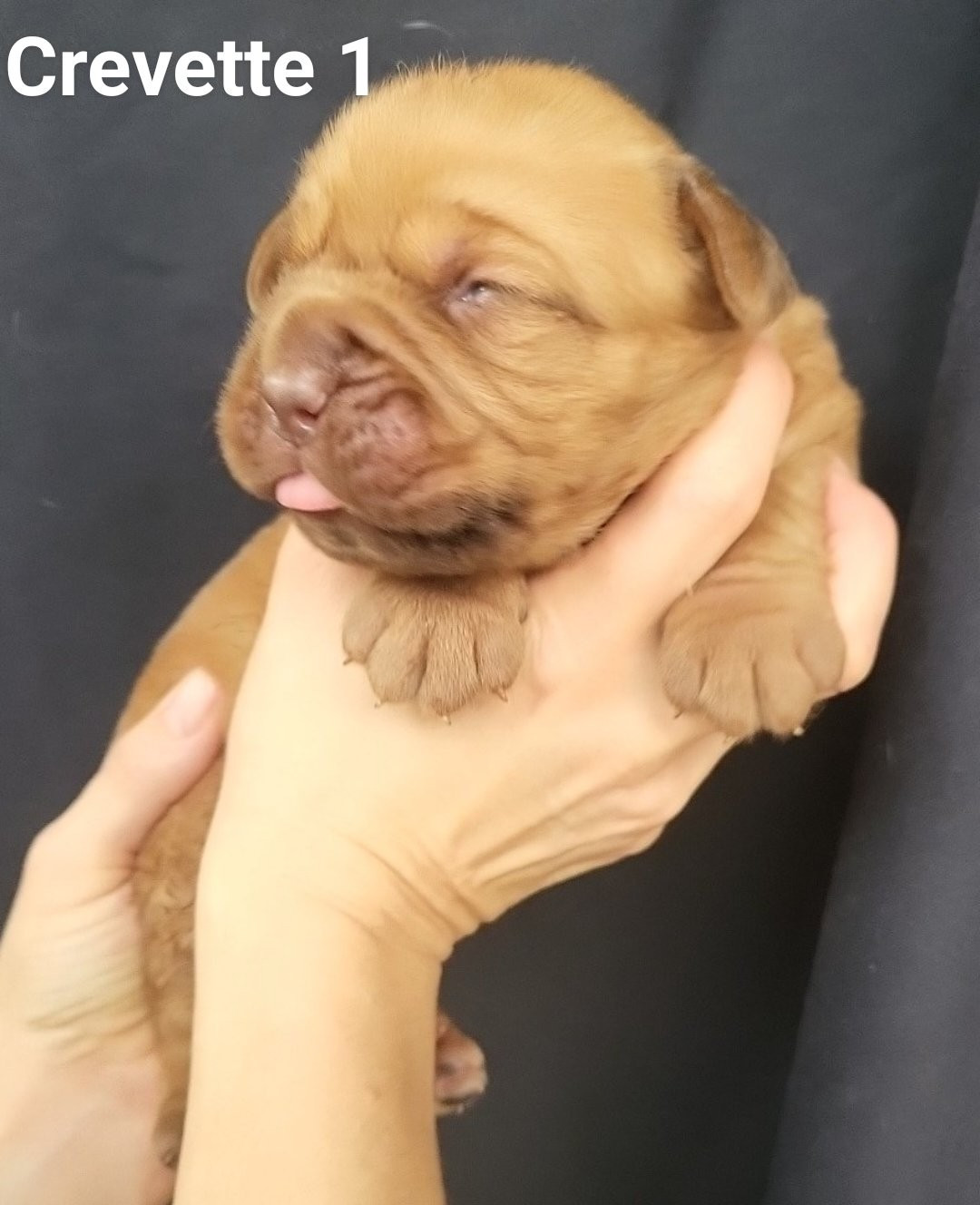 De L'Etoile Filante De Gaïa - Chiots disponibles - Dogue de Bordeaux