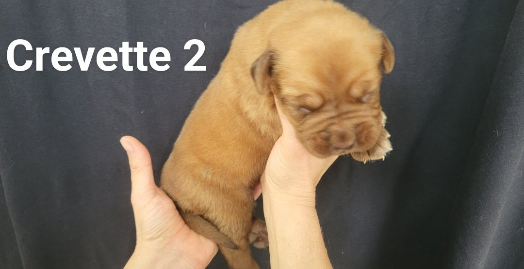 De L'Etoile Filante De Gaïa - Chiots disponibles - Dogue de Bordeaux