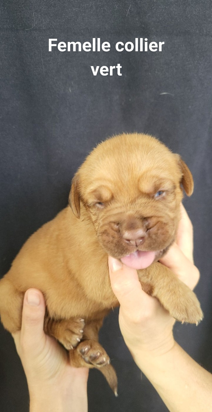 De L'Etoile Filante De Gaïa - Chiots disponibles - Dogue de Bordeaux