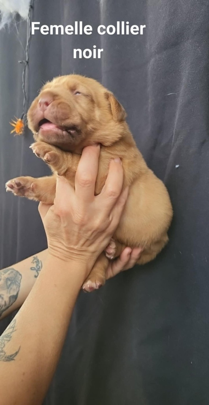 De L'Etoile Filante De Gaïa - Chiots disponibles - Dogue de Bordeaux