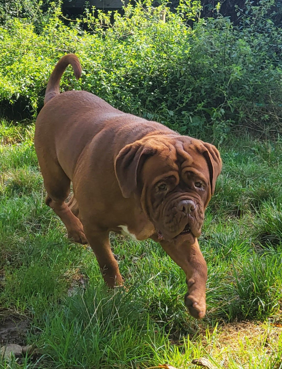 Chiot Dogue de Bordeaux De L'Etoile Filante De Gaïa