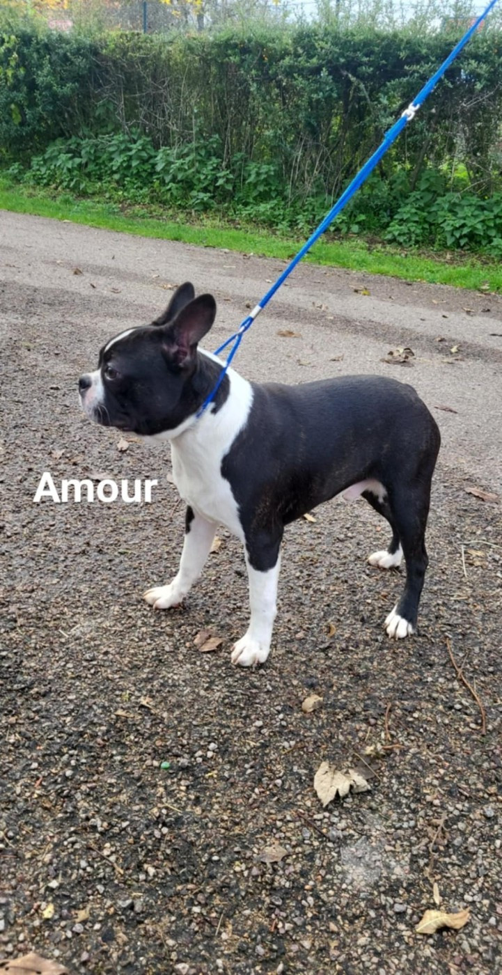 De L'Etoile Filante De Gaïa - Chiots disponibles - Boston Terrier