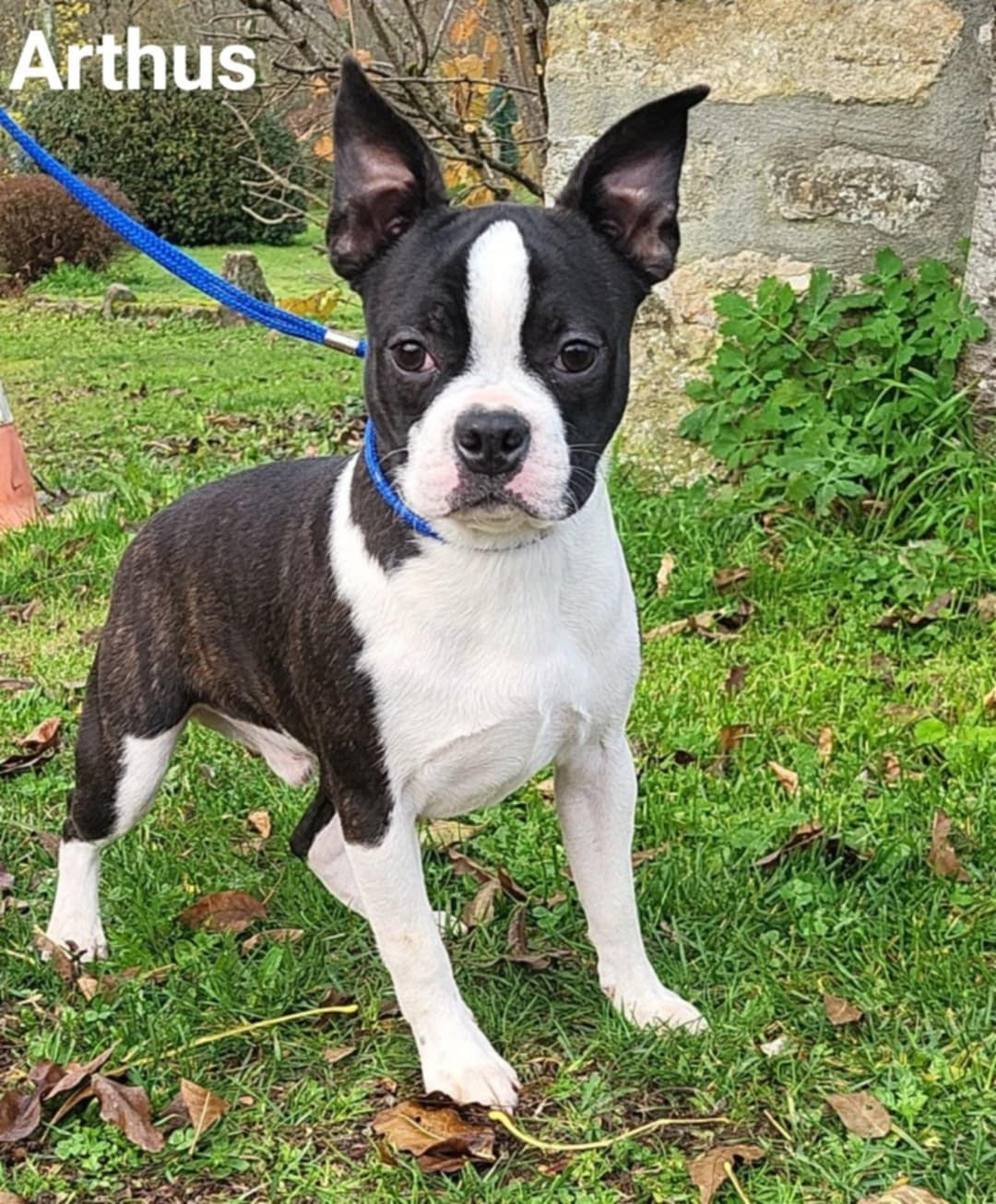 De L'Etoile Filante De Gaïa - Chiots disponibles - Boston Terrier