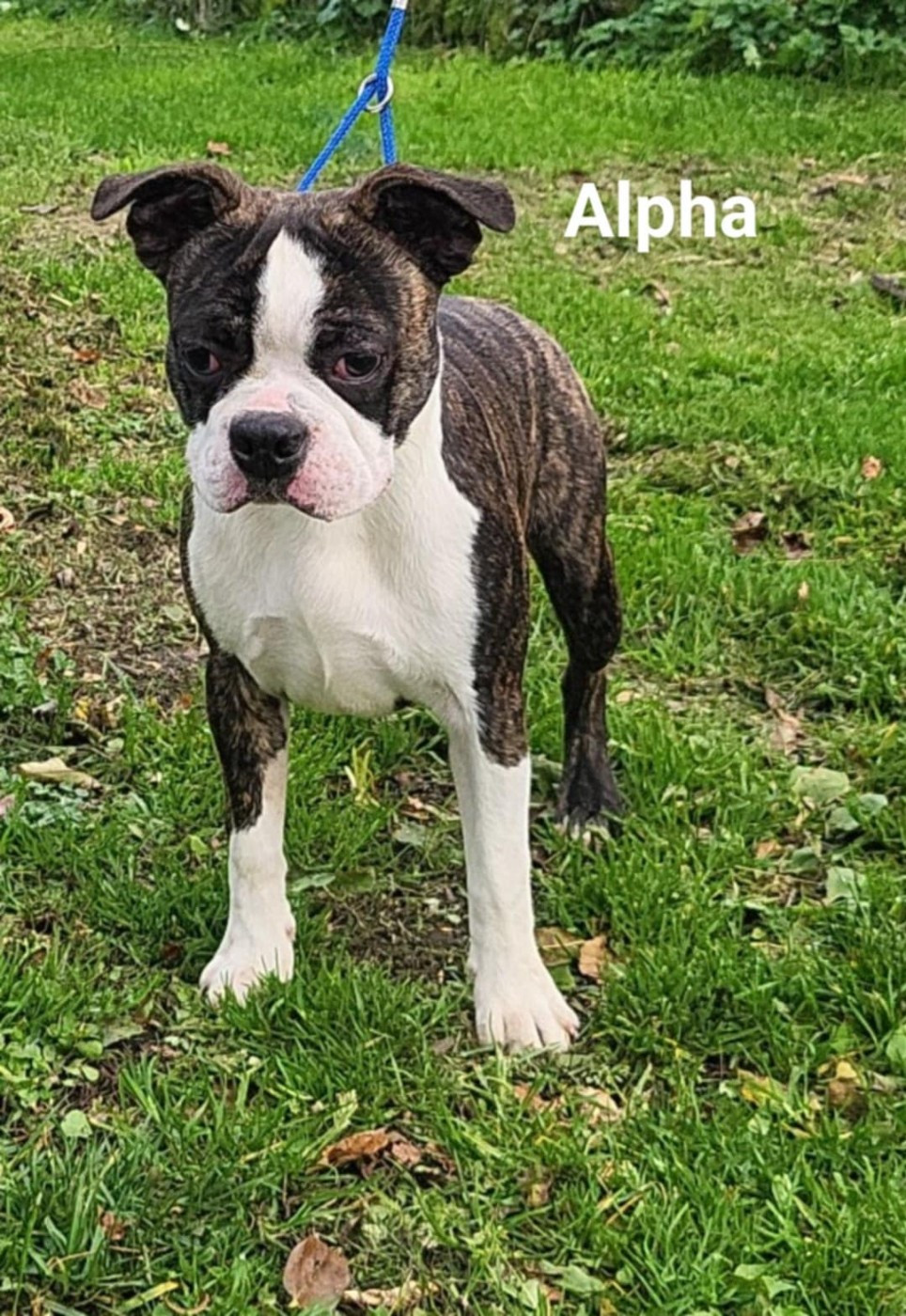 De L'Etoile Filante De Gaïa - Chiots disponibles - Boston Terrier