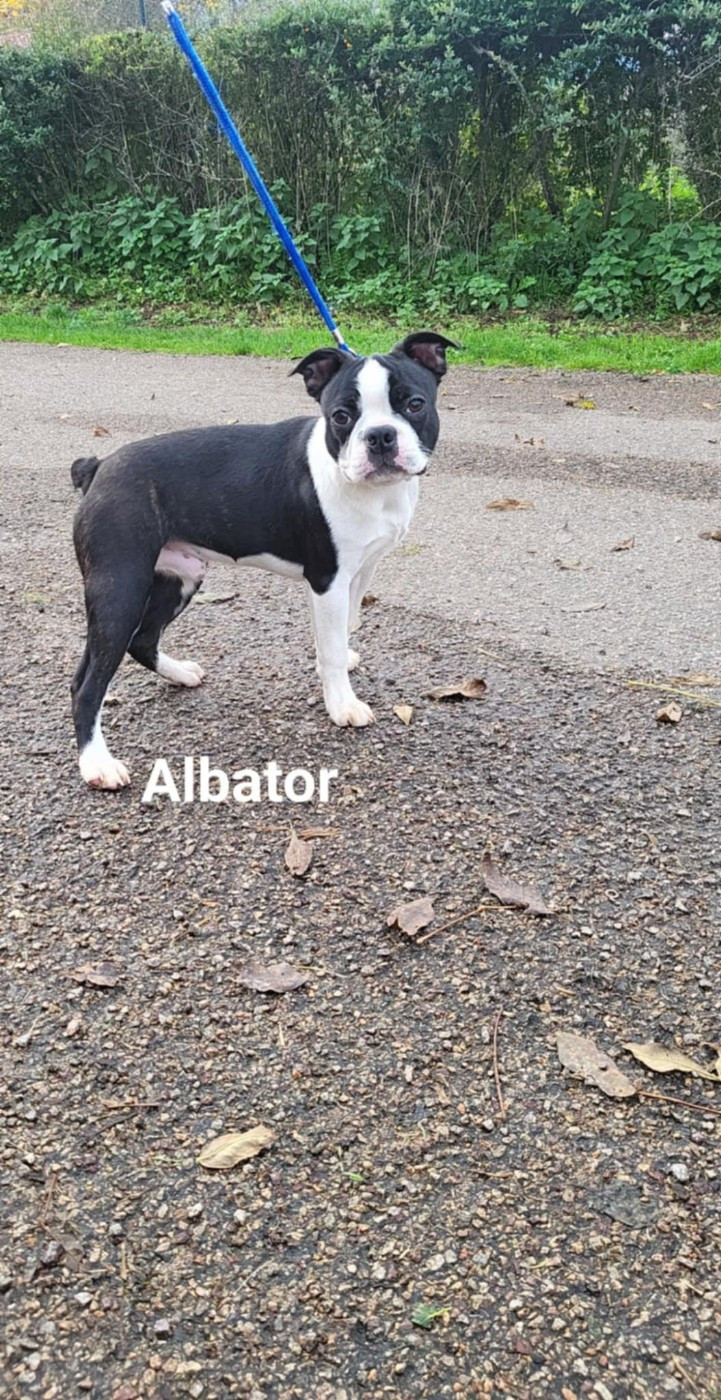 De L'Etoile Filante De Gaïa - Chiots disponibles - Boston Terrier