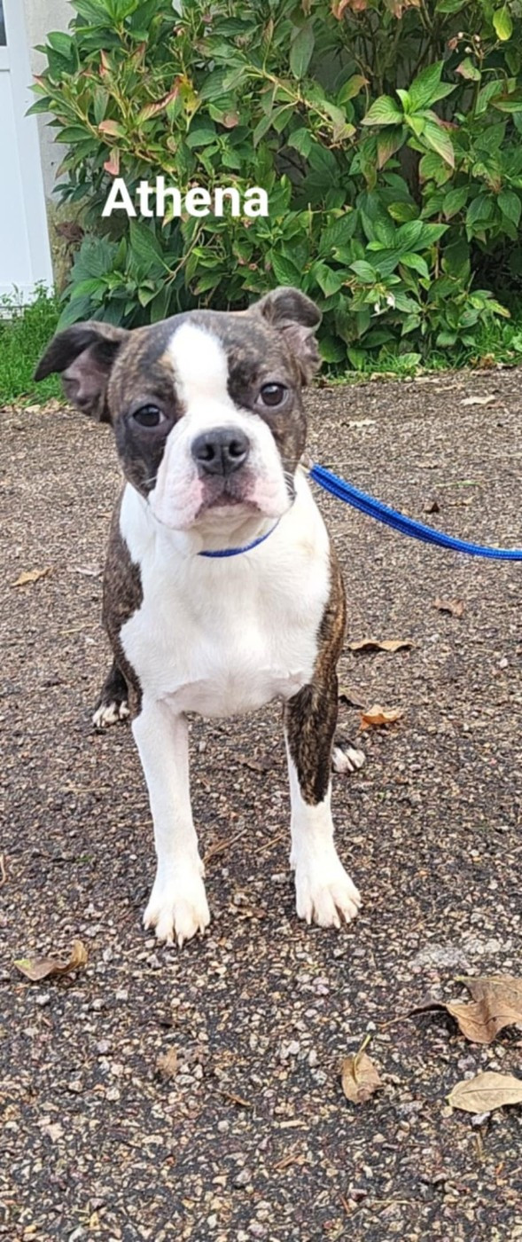 De L'Etoile Filante De Gaïa - Chiots disponibles - Boston Terrier