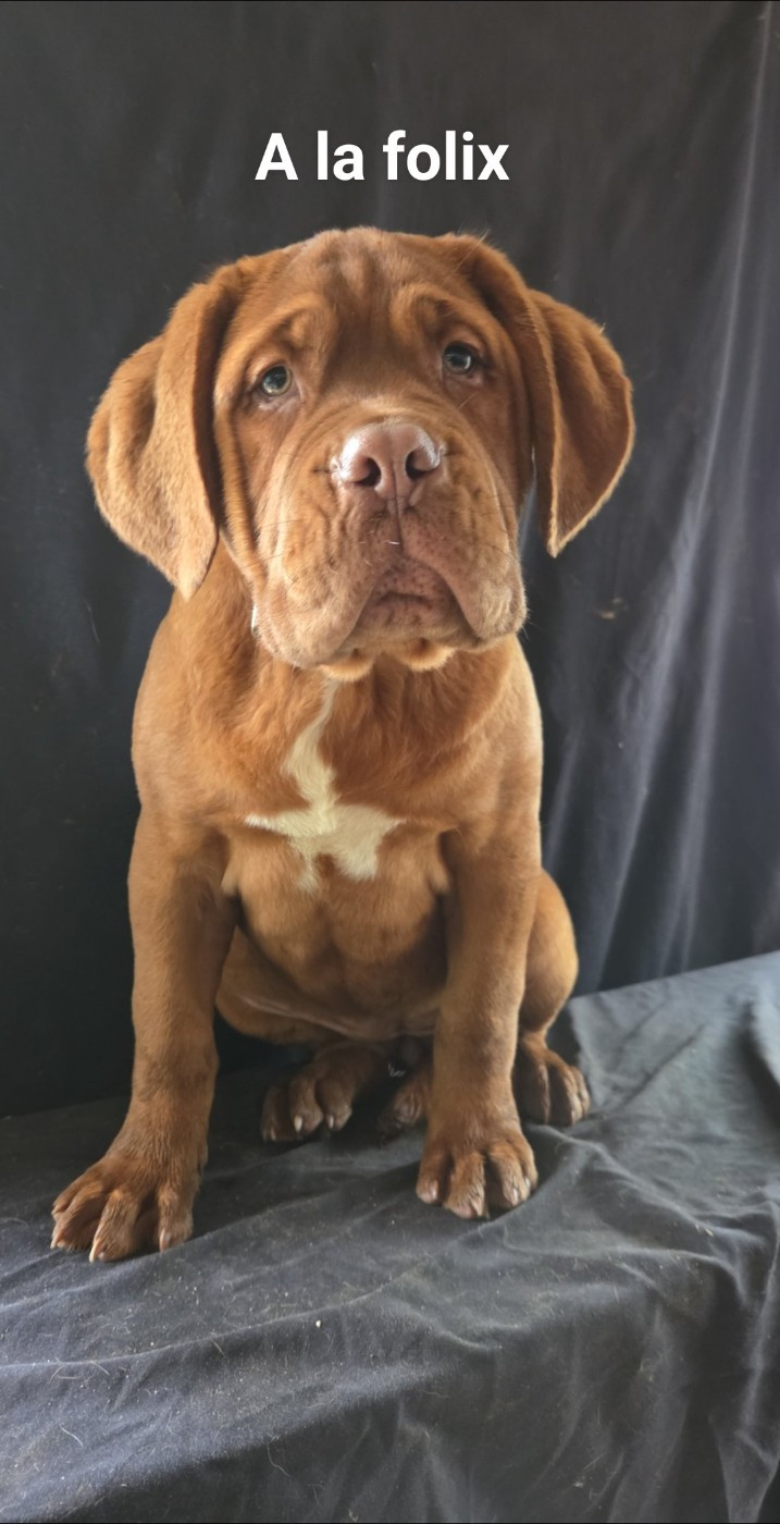 De L'Etoile Filante De Gaïa - Chiots disponibles - Dogue de Bordeaux