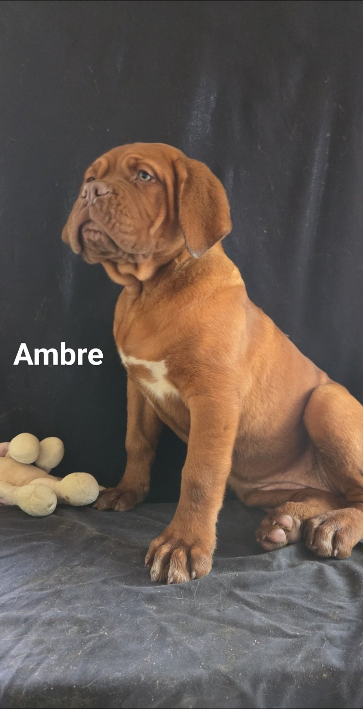 De L'Etoile Filante De Gaïa - Chiots disponibles - Dogue de Bordeaux