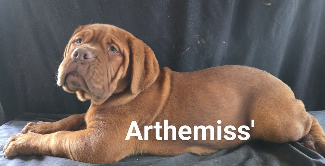 De L'Etoile Filante De Gaïa - Chiots disponibles - Dogue de Bordeaux