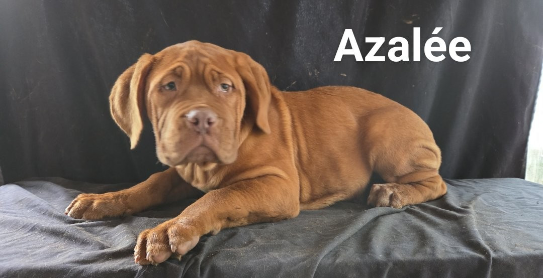 De L'Etoile Filante De Gaïa - Chiots disponibles - Dogue de Bordeaux