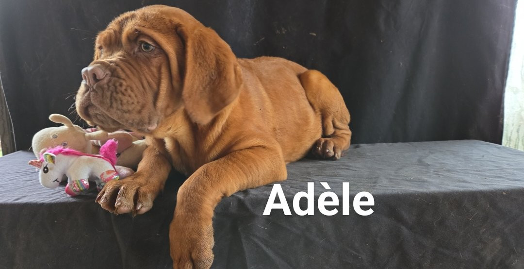 De L'Etoile Filante De Gaïa - Chiots disponibles - Dogue de Bordeaux