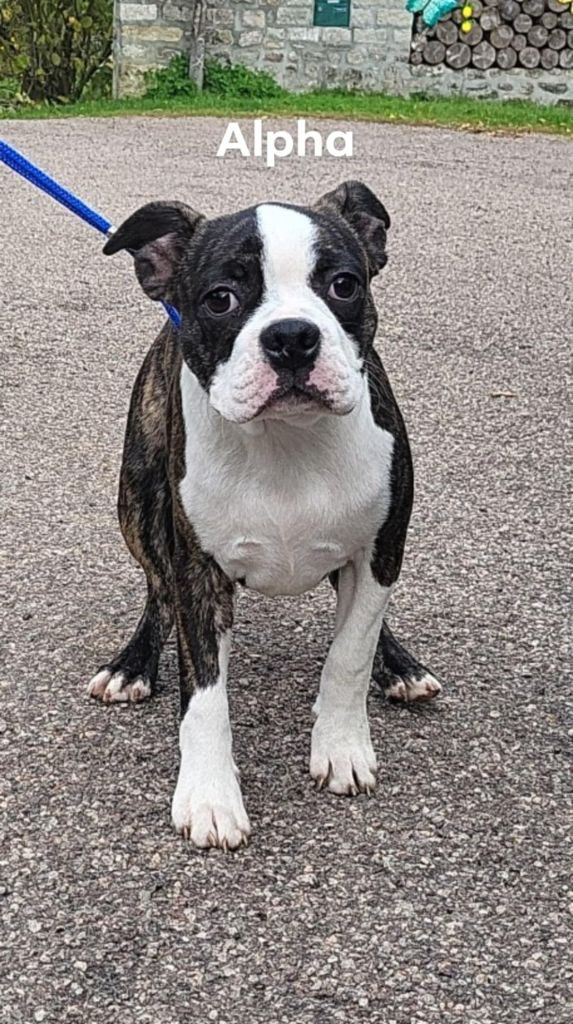 De L'Etoile Filante De Gaïa - Chiots disponibles - Boston Terrier