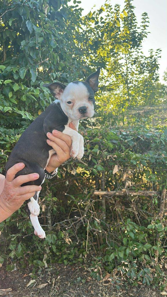 De L'Etoile Filante De Gaïa - Chiots disponibles - Boston Terrier