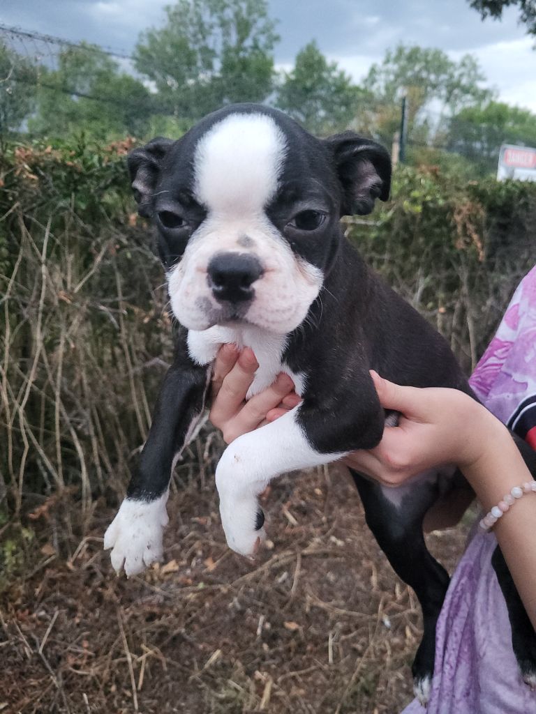 De L'Etoile Filante De Gaïa - Chiots disponibles - Boston Terrier