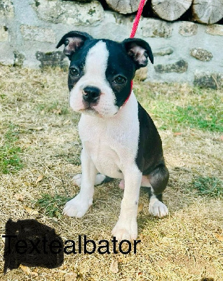 Albator