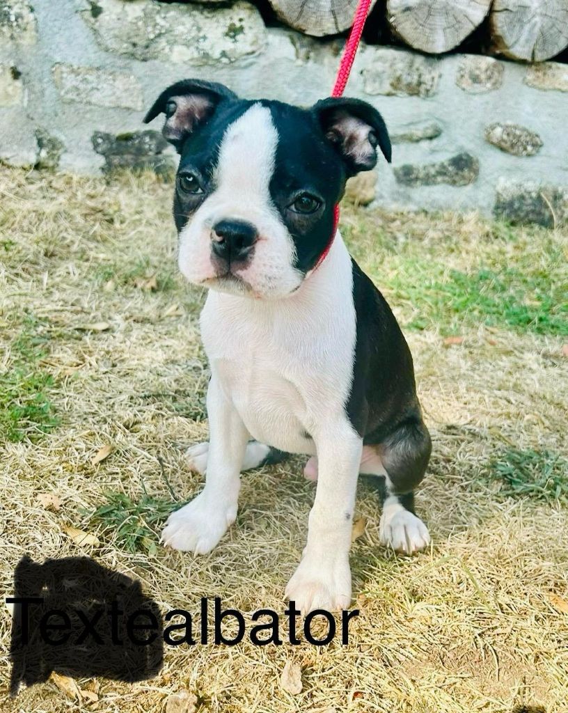De L'Etoile Filante De Gaïa - Chiots disponibles - Boston Terrier
