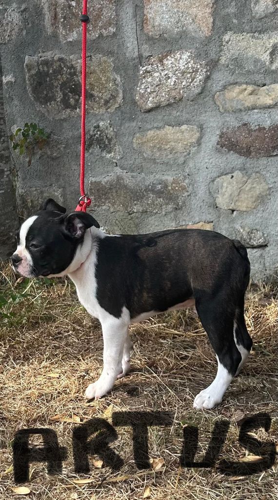 De L'Etoile Filante De Gaïa - Chiots disponibles - Boston Terrier