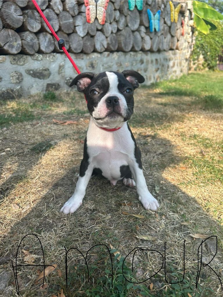 De L'Etoile Filante De Gaïa - Chiots disponibles - Boston Terrier