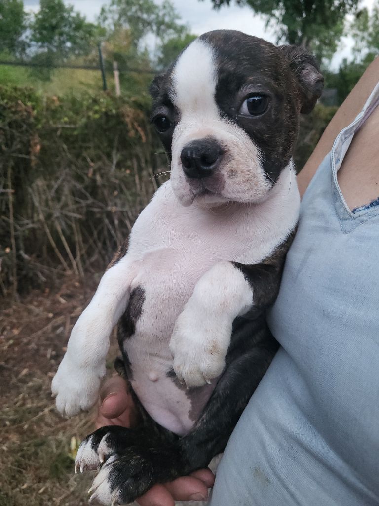 De L'Etoile Filante De Gaïa - Chiots disponibles - Boston Terrier